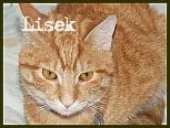 Obrazek