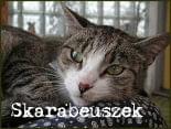 Obrazek