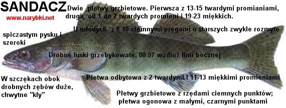 images33.fotosik.pl/167/cc09a2981d26f179.jpg