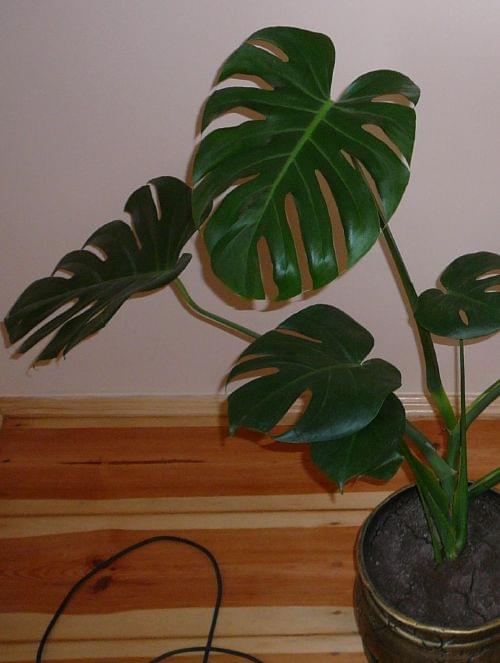 Zobacz Watek Monstera Dziurawa Monstera Deliciosa Uprawa