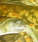 darmowy hosting obrazków