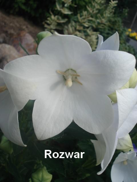 Obrazek