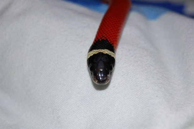 Lampropeltis triangulum sinaloae