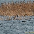 Kormoran mały