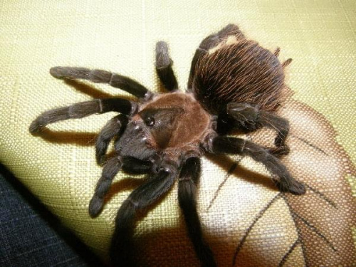 Brachypelma Vardezi #pająk #ptasznik