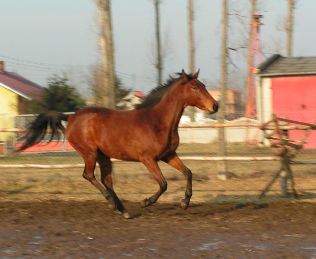 Modelka - klacz małopolska #konie