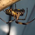 Nephila