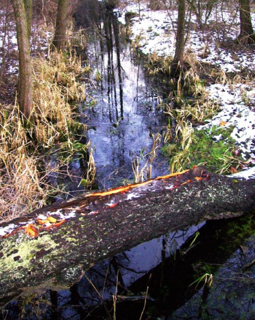 bobrownia :) #las #rzeka #drzewo #zima #śnieg