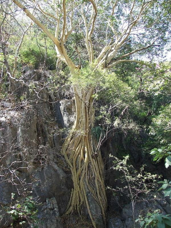 Grutas de Cacahuamilpa (Guerrero, Mexico) #GrutasDeCacahuamilpa