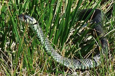 Zaskroniec, 30.09.2007, Krajkowo (Wielkopolska) #Zaskroniec #gady #węże #NatrixNatrix