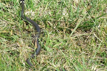 Zaskroniec, 30.09.2007, Krajkowo (Wielkopolska) #Zaskroniec #gady #węże #NatrixNatrix