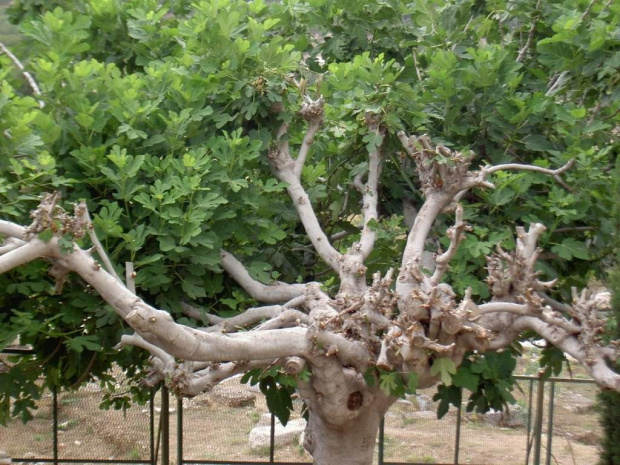 Drzewo figowe #drzewo