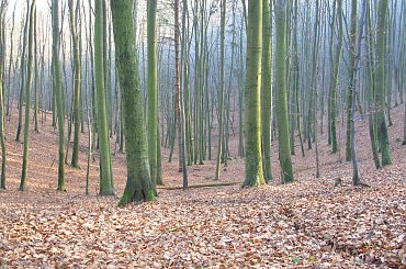 #most #estakada #kwiatkowskiego #obwodnica #las #witomino #gdynia #filary #drigi