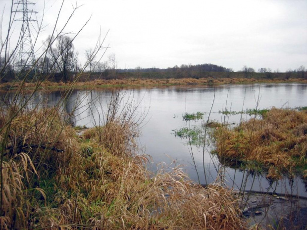 rz.Narew