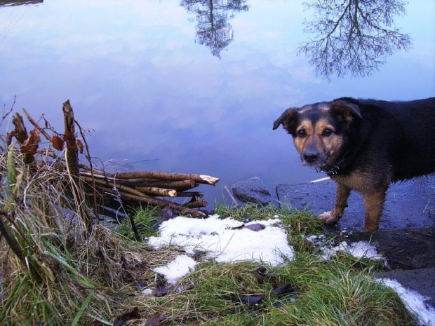 psiutka chce pływać.. #lód #mróz #zima #natura #rzeka #pies