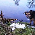 psiutka chce pływać.. #lód #mróz #zima #natura #rzeka #pies