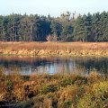 rz.Narew