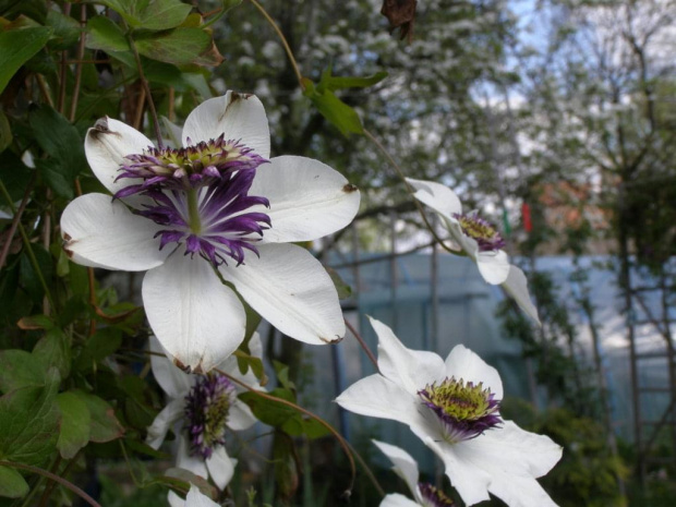 c. florida Sieboldii