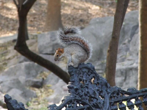 Chapultepec #MiastoMeksyk #MexicoCity #Chapultepec