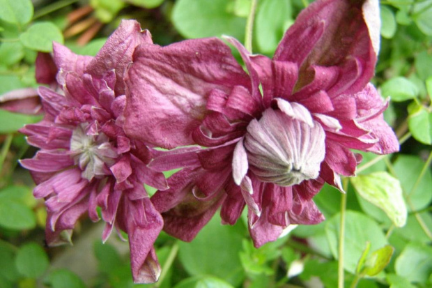 Purpurea Plena Elegans - chmura kwiatów.