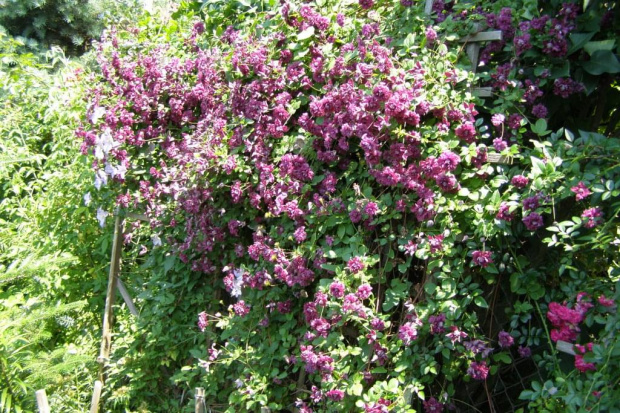 Purpurea Plena Elegans - chmura kwiatów.