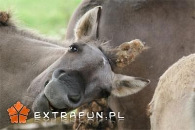 extrafun