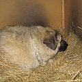 Milton 10-mies. kaukaz spokojny do innych psów i ludzi. Jest strasznie przerażony, od kilku dni przebywa w kojcu w domku tymczasowym i nadal ucieka przed człowiekiem. Nie warczy, nie szczeka tylko chowa się w najdalszy kąt i chowa nosek między łapki. I...