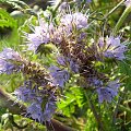 54a. Facelia błękitna - Phacelia tanacetifolia . Data : 17.10.2007. Miejsce : pole uprawne . Miejscowość : miedzy Piaskami Wielkopolskimi a Godurowem .