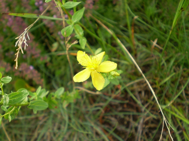 52c. Dziurawiec zwyczajny - Hypericum perforatum . Data : 02.08.2007. Miejsce : obok torów kolejowych . Miejscowość : Piaski Wielkopolskie .