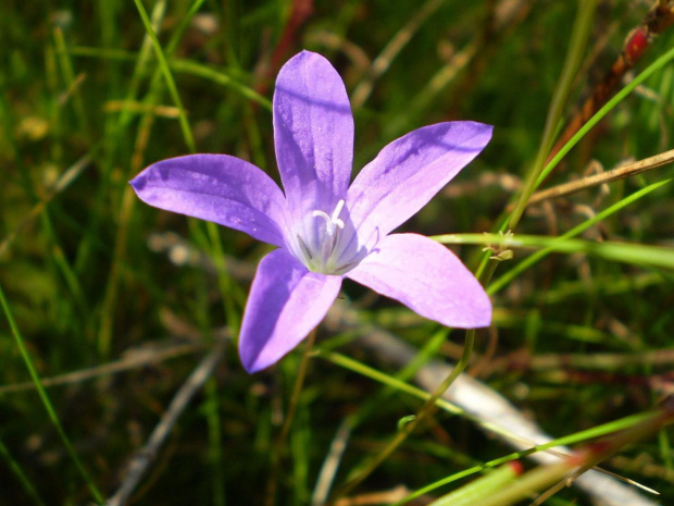 53f. Dzwonek rozpierzchły - Campanula patula . Data : 23.09.2007 . Miejscowość : Talary .