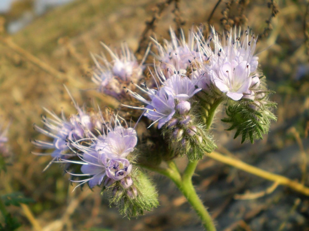 54f. Facelia błękitna - Phacelia tanacetifolia . Data : 17.10.2007. Miejsce : pole uprawne . Miejscowość : miedzy Piaskami Wielkopolskimi a Godurowem .