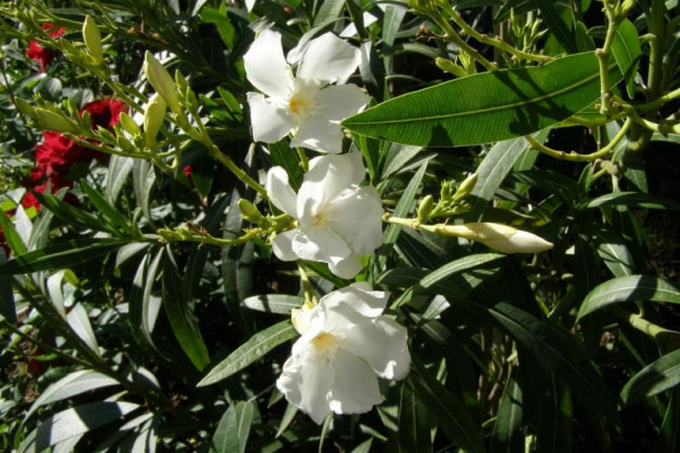 Oleander.