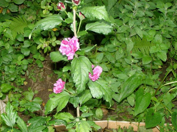 Hibiskus.