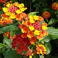 Lantana.