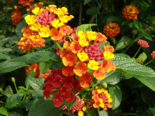 Lantana.