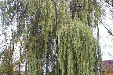 piekny okaz wierzby #placzka #dab #park #wierzba