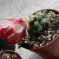 Gymnocalycium