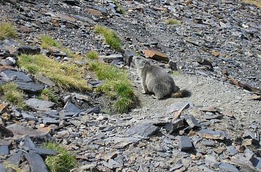 świstak -Pireneje/ Andora #świstak #kozica
