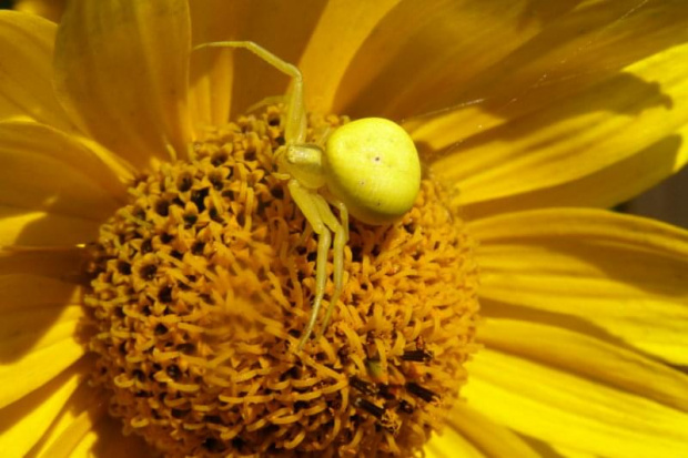 Pająk kwietnik - (misumena vatia), jest myśliwym.