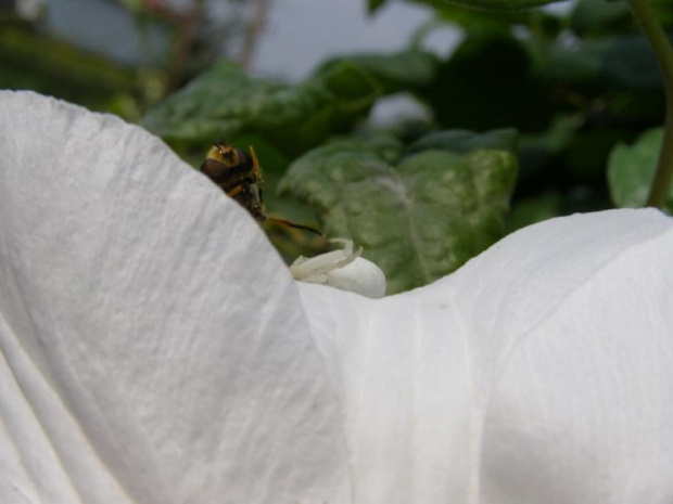 Pająk kwietnik - (misumena vatia), jest myśliwym, on ucieka.