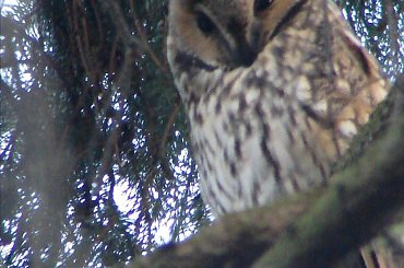 Sowa uszatka #sowa #uszatka #ptaki #sowy