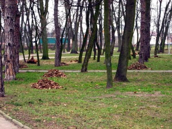 Porządkowanie parku przed nadejciem zimy