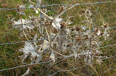 #rewa #mechelinki #szperk #ZatokaPucka #ZatokaGdańska #rybacy