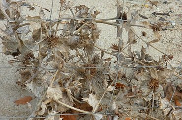 #rewa #mechelinki #szperk #ZatokaPucka #ZatokaGdańska #rybacy