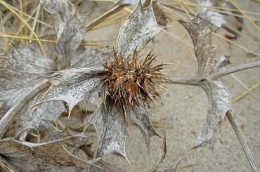 #rewa #mechelinki #szperk #ZatokaPucka #ZatokaGdańska #rybacy