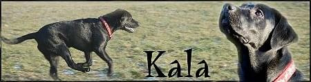 Kala labradory.org #Labrador