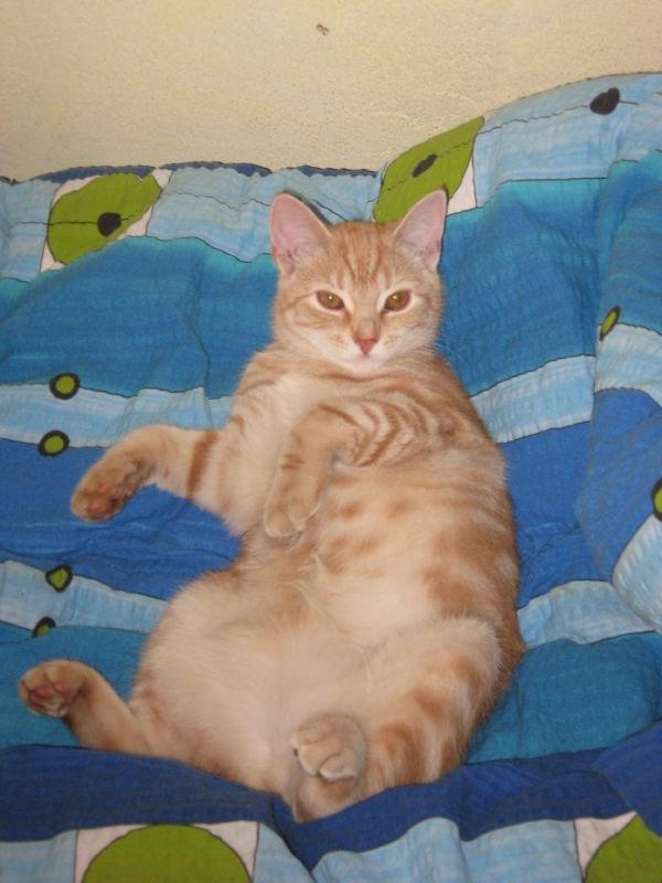 Moja kicia
