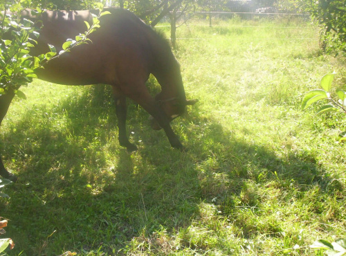 gigant #konik