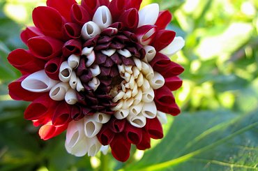 #kwiaty #jesień #dalie #ogród