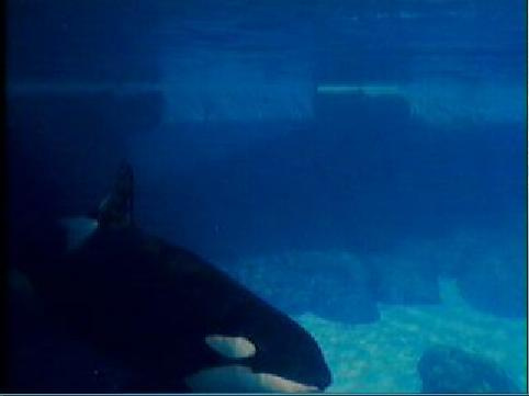 #orca #orkid #ulises #orka